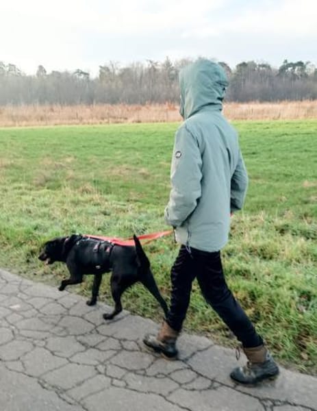Labrador(mix?) Ivar aus 46499 Hamminkeln