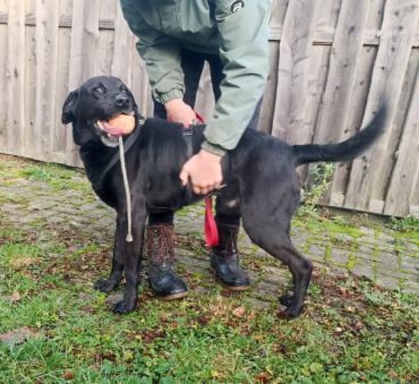 Labrador(mix?) Ivar aus 46499 Hamminkeln