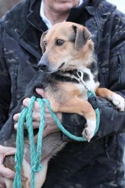 Katti - verschmust u. zutraulich