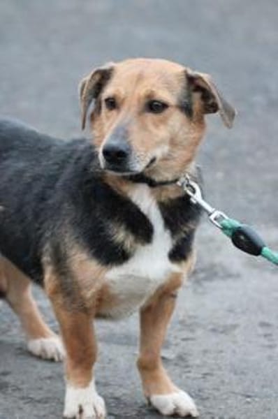 Katti - verschmust u. zutraulich