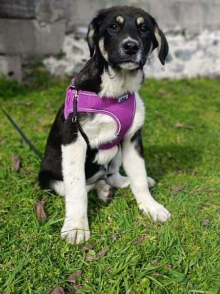 Richy  sucht ein Zuhause