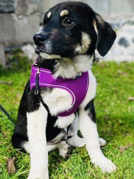 Richy  sucht ein Zuhause