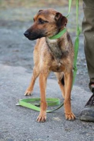 Pom - zutraulich u. verspielt