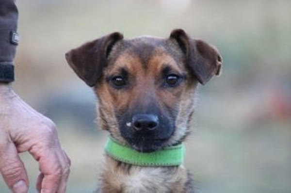 Pom - zutraulich u. verspielt