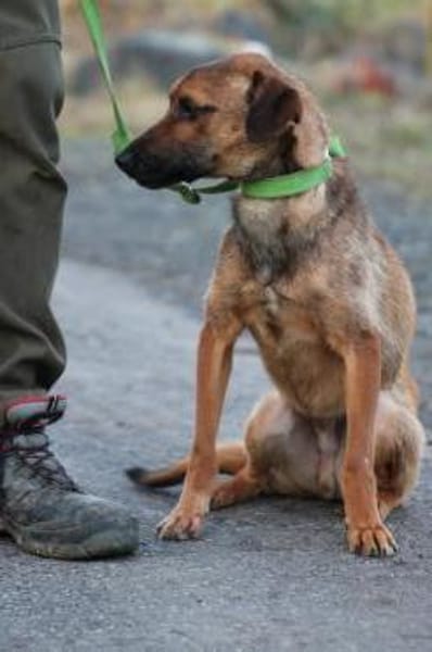 Pom - zutraulich u. verspielt