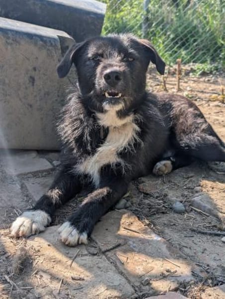 Kalle - eine treue Seele