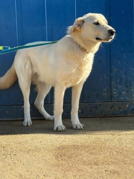 Lord - unser Charmeur mit großem Herz