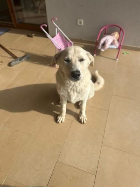 Lord - unser Charmeur mit großem Herz