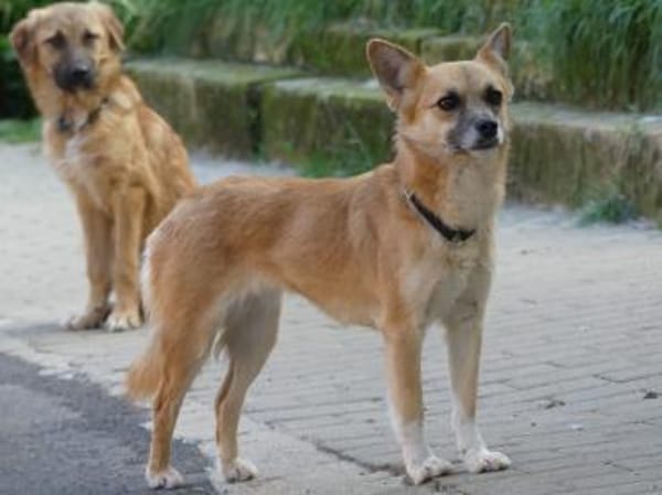 Foxy sucht Menschen mit Hundeerfahrung