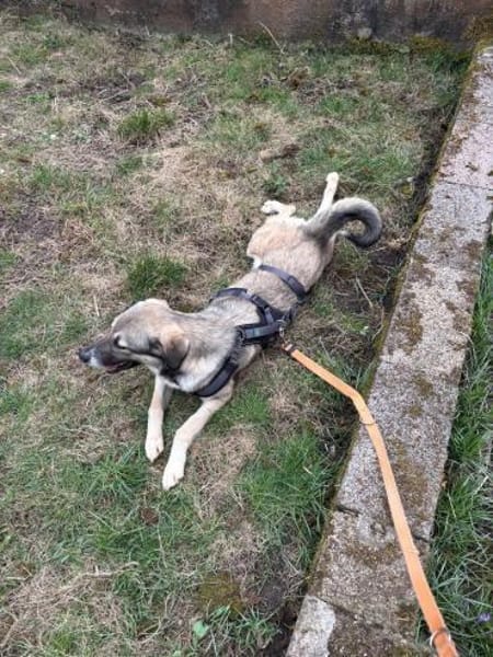 junge, aktive Dua sucht ihre Familie