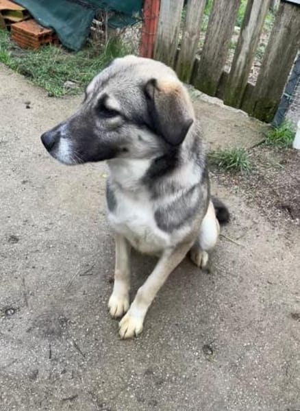 junge, aktive Dua sucht ihre Familie