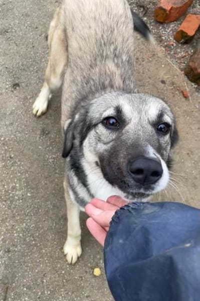 junge, aktive Dua sucht ihre Familie