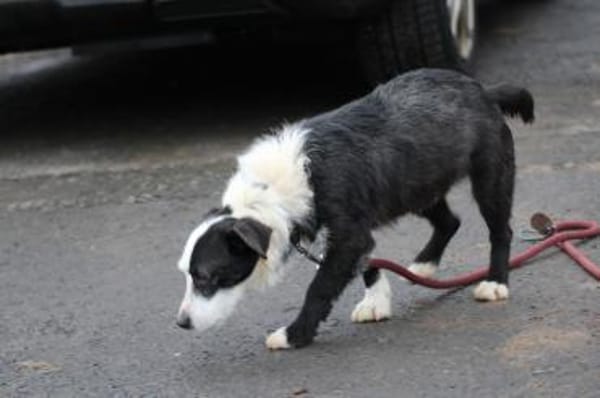 Niria - kinderlieb u. verspielt