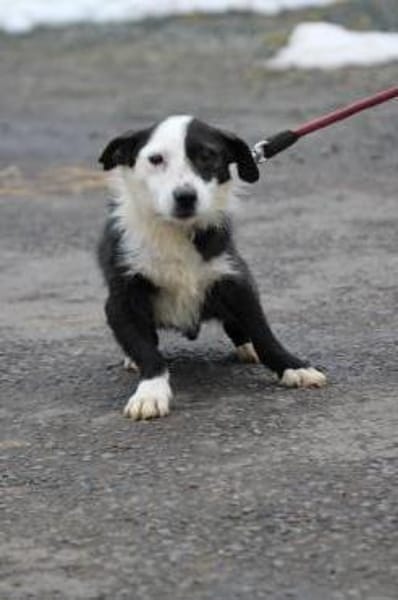 Niria - kinderlieb u. verspielt