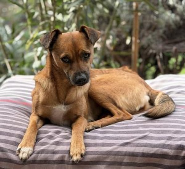 Angeleye, charmant, zart und lieb