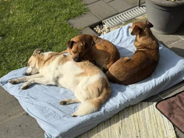 Angeleye, charmant, zart und lieb