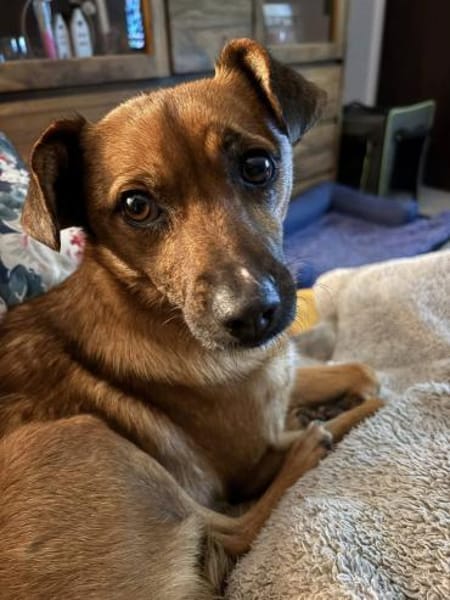 Angeleye, charmant, zart und lieb