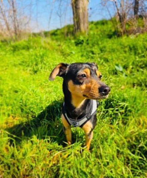 Aya sucht ein Zuhause