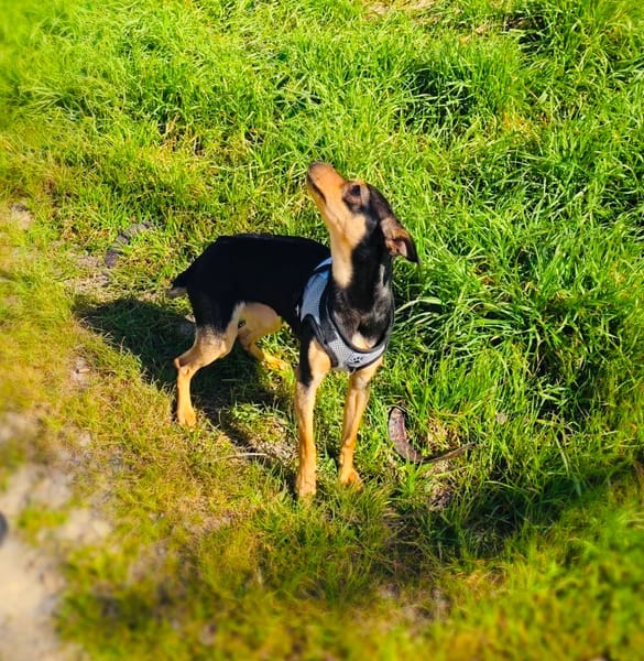 Aya sucht ein Zuhause