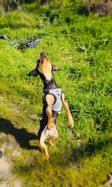 Aya sucht ein Zuhause