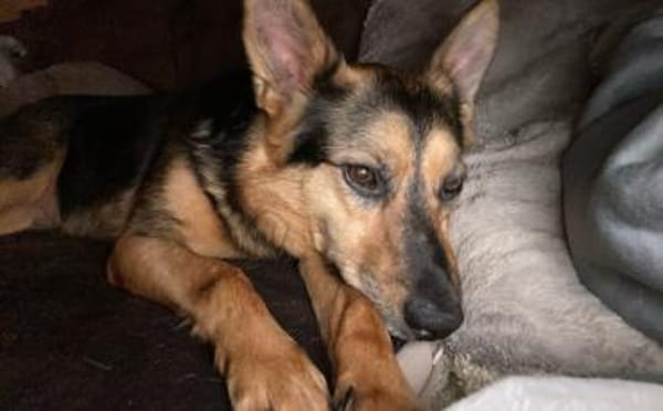 Schenkst du Eva dein Herz?