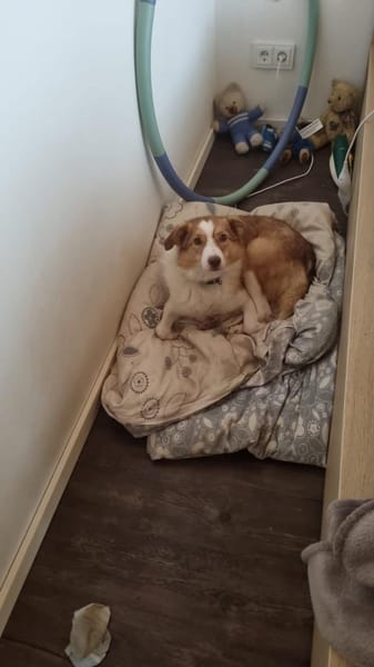 Hundedame Pinky❤sucht ruhiges Zuhause