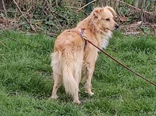 Kleiner Bursche  Charly sucht Zuhause