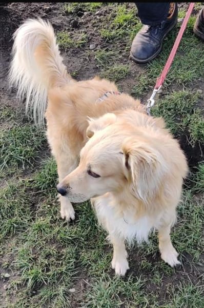 Kleiner Bursche  Charly sucht Zuhause