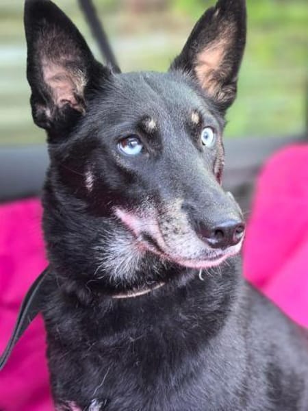 BAGIRA - besonderes Seelchen