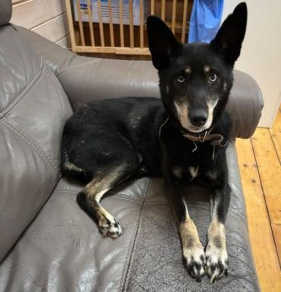 BAGIRA - besonderes Seelchen