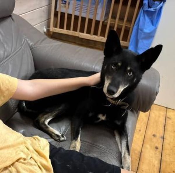 BAGIRA - besonderes Seelchen