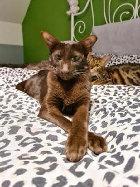 Ori und Feivel - Stapelkater