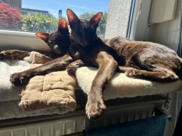 Ori und Feivel - Stapelkater