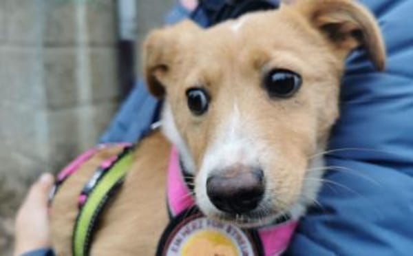 Wer schenkt Rübchen ein Zuhause?