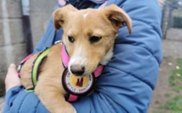 Wer schenkt Rübchen ein Zuhause?