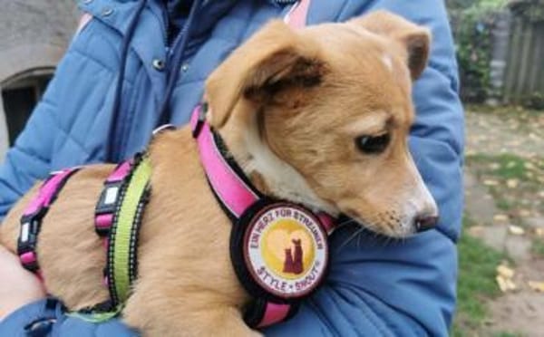 Wer schenkt Rübchen ein Zuhause?