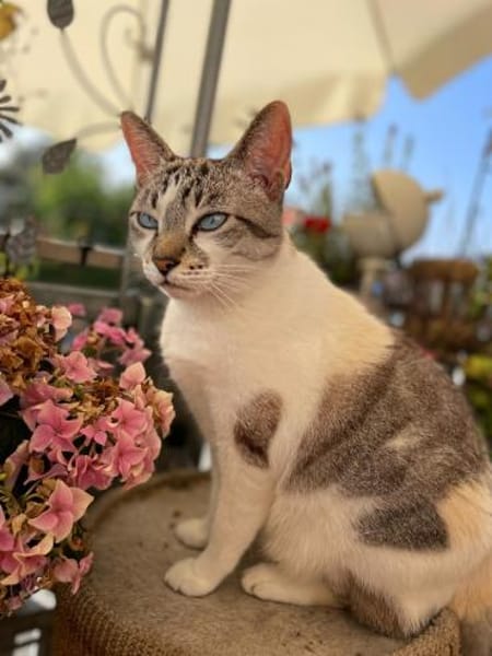 Pechvogel Celeste in Niddatal (ALM)