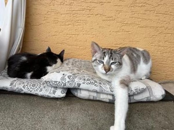 Pechvogel Celeste in Niddatal (ALM)