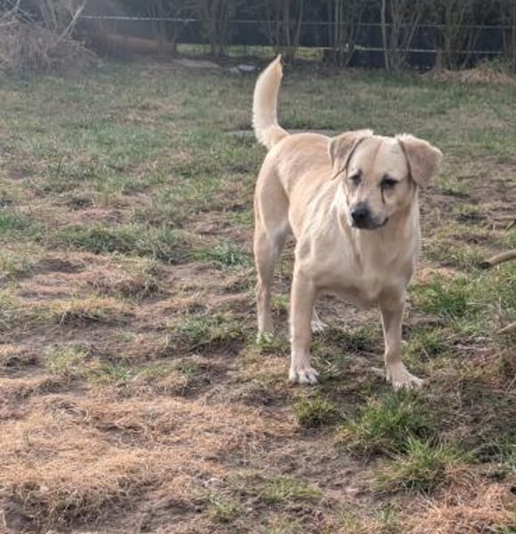 Luna  kleine, sensible Hündin 3,5 J.