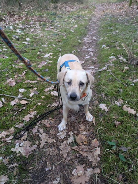 Luna  kleine, sensible Hündin 3,5 J.