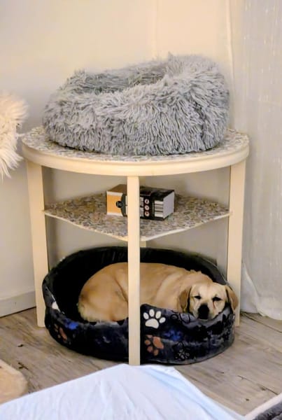 Luna  kleine, sensible Hündin 3,5 J.