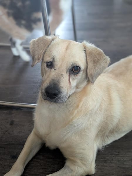 Luna  kleine, sensible Hündin 3,5 J.