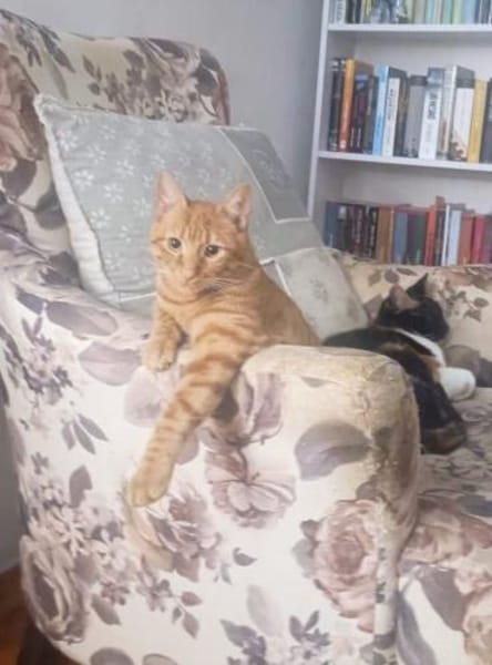 Samtpfote Sime will Herz erobern