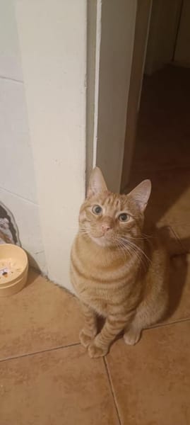 Samtpfote Sime will Herz erobern