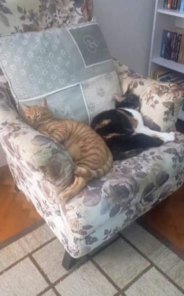 Samtpfote Sime will Herz erobern