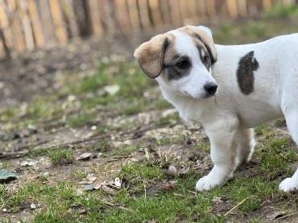 Linah, fröhliche junge Dame sucht