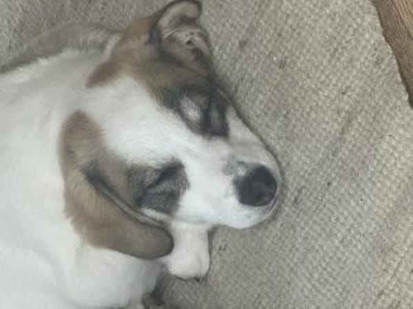 Linah, fröhliche junge Dame sucht