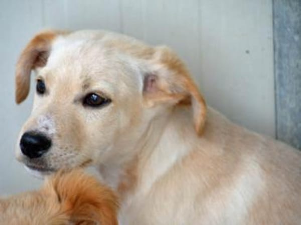 Icks wünscht sich ein Zuhause