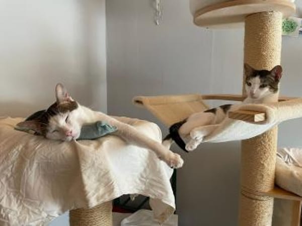 Caspar und Milo /Virneburg(ALO)