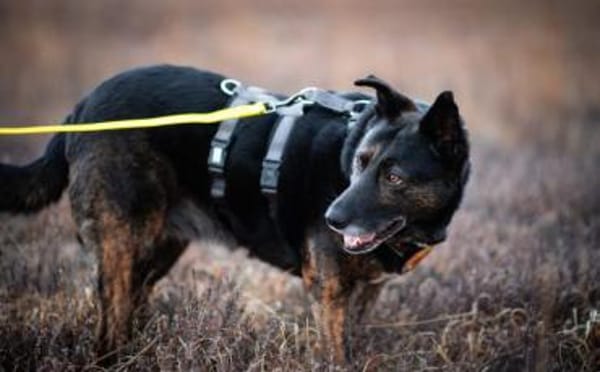 Bescheidene Veleda sucht Zuhause